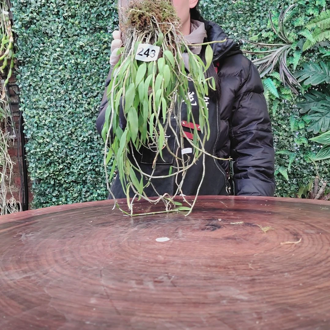 243美花花卉植物花卉