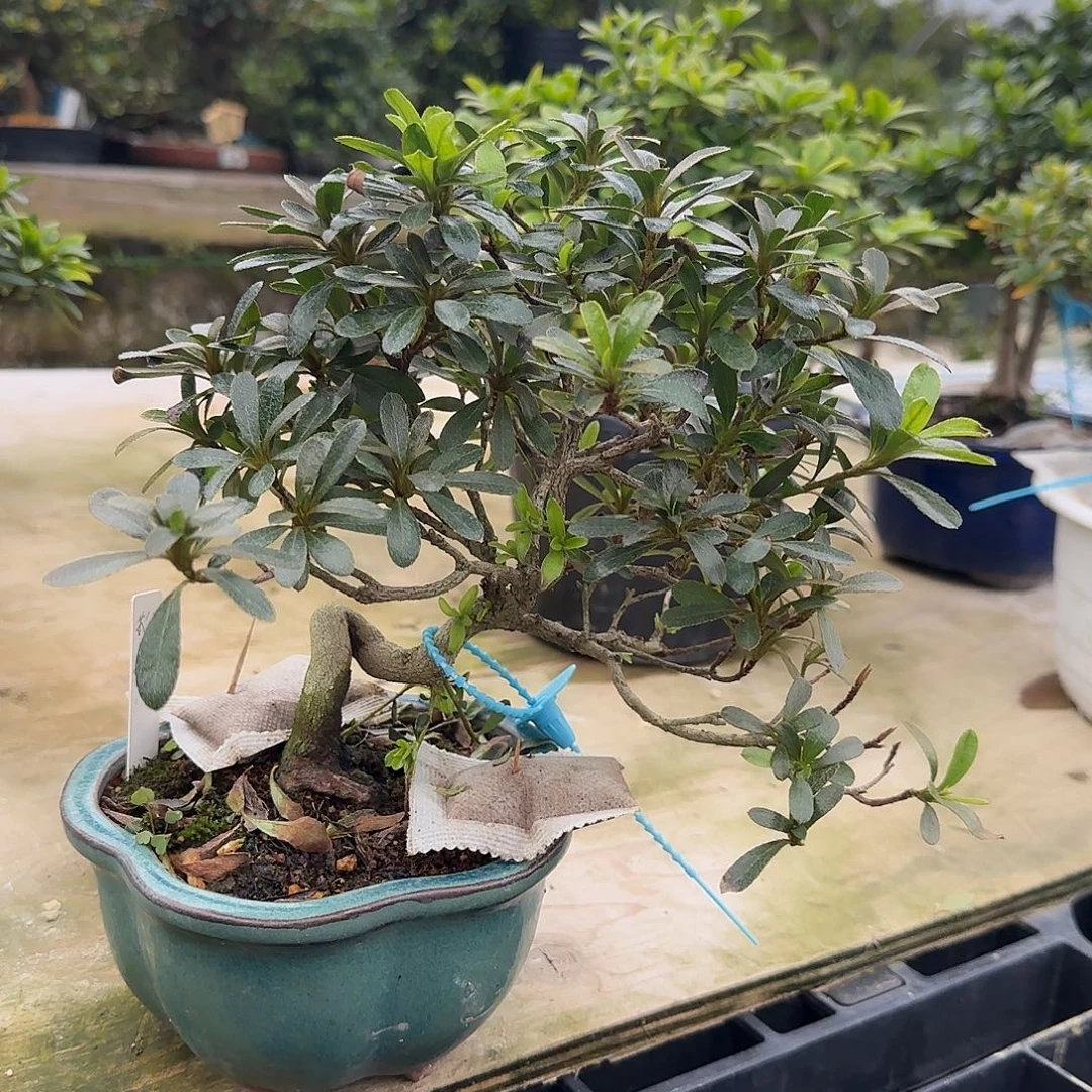 无花朵松波有花朵