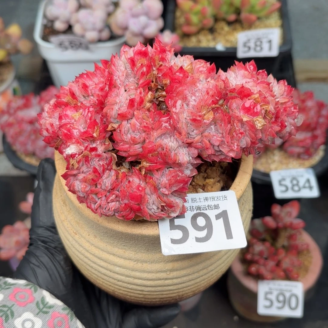 贝瑞缀化无盆土发货