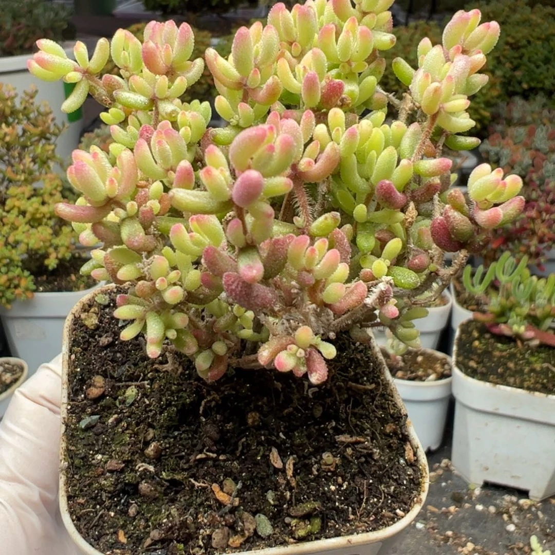 A353红宝石锦枝干