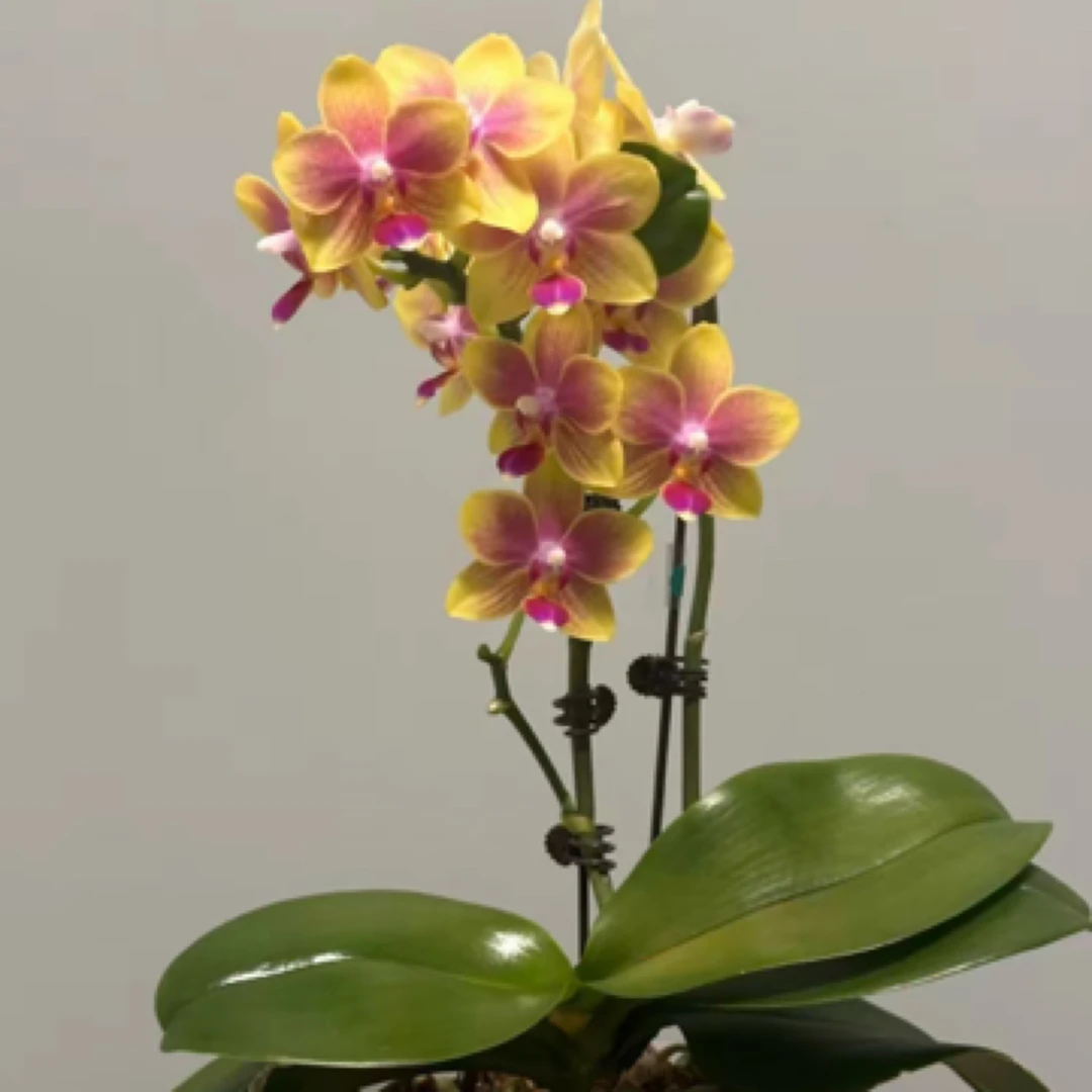 叶片微瑕带花【金树二代】3.0寸杯，带花发货