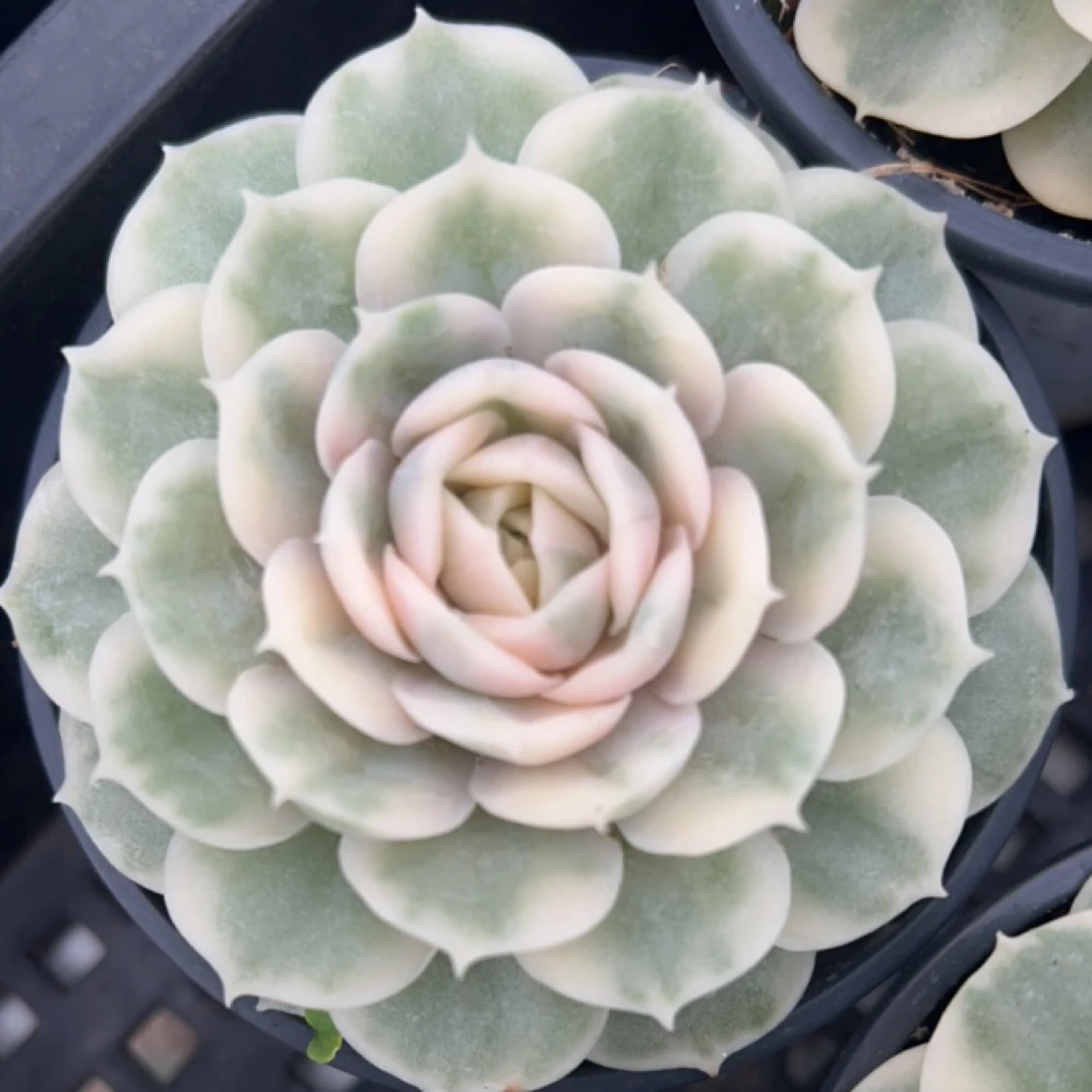 昂斯诺锦多肉植物满38包邮耐热好养适合室内阳台养殖