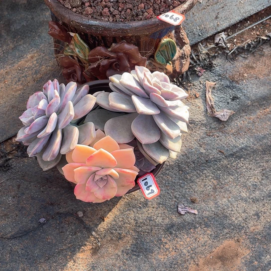 1069 紫乐锦一物一拍多肉