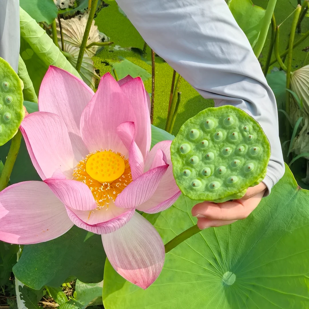 【次日达】新鲜莲蓬现剥嫩莲子米可生吃清甜可口当季时令水果嫩莲蓬