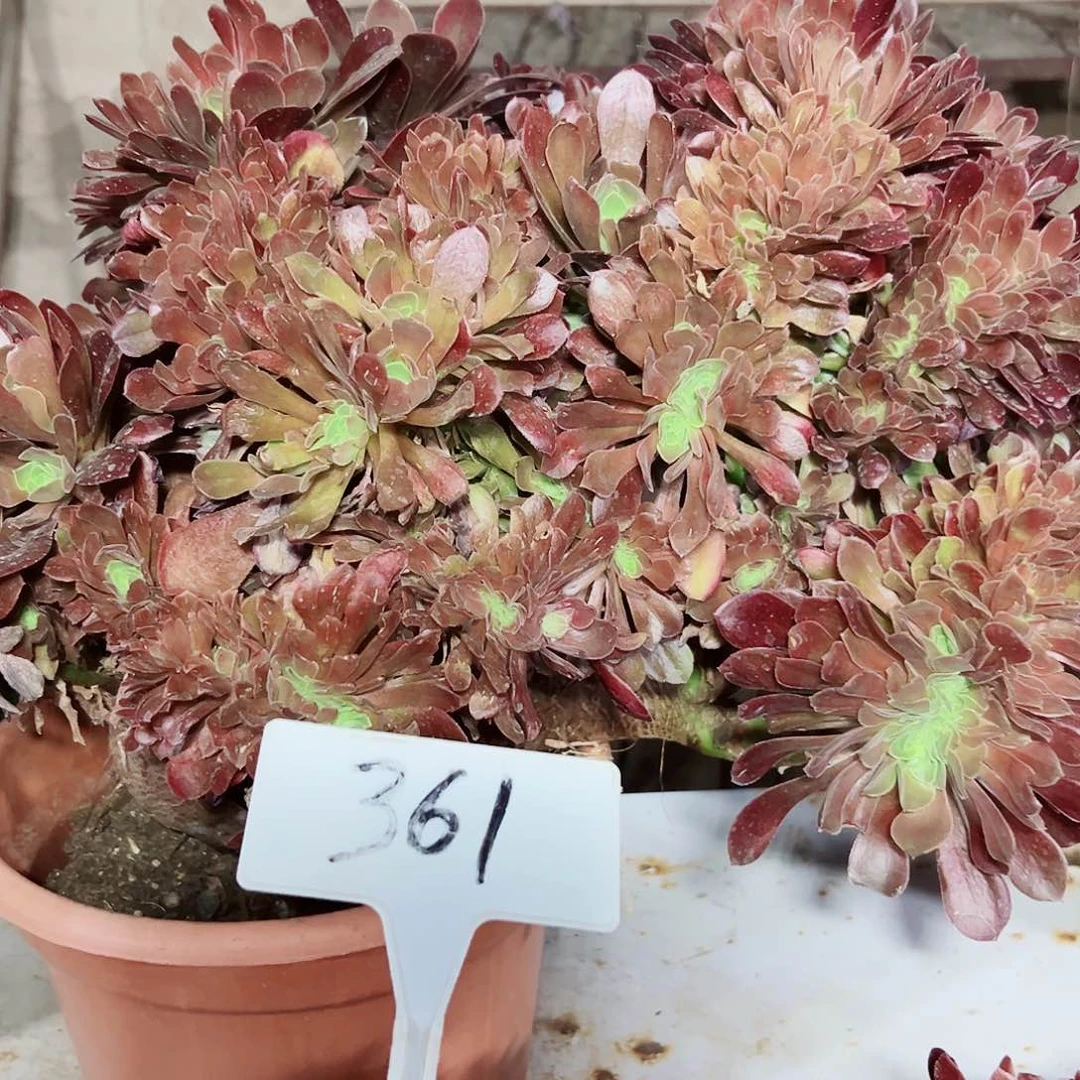 多肉植物玫瑰缀花