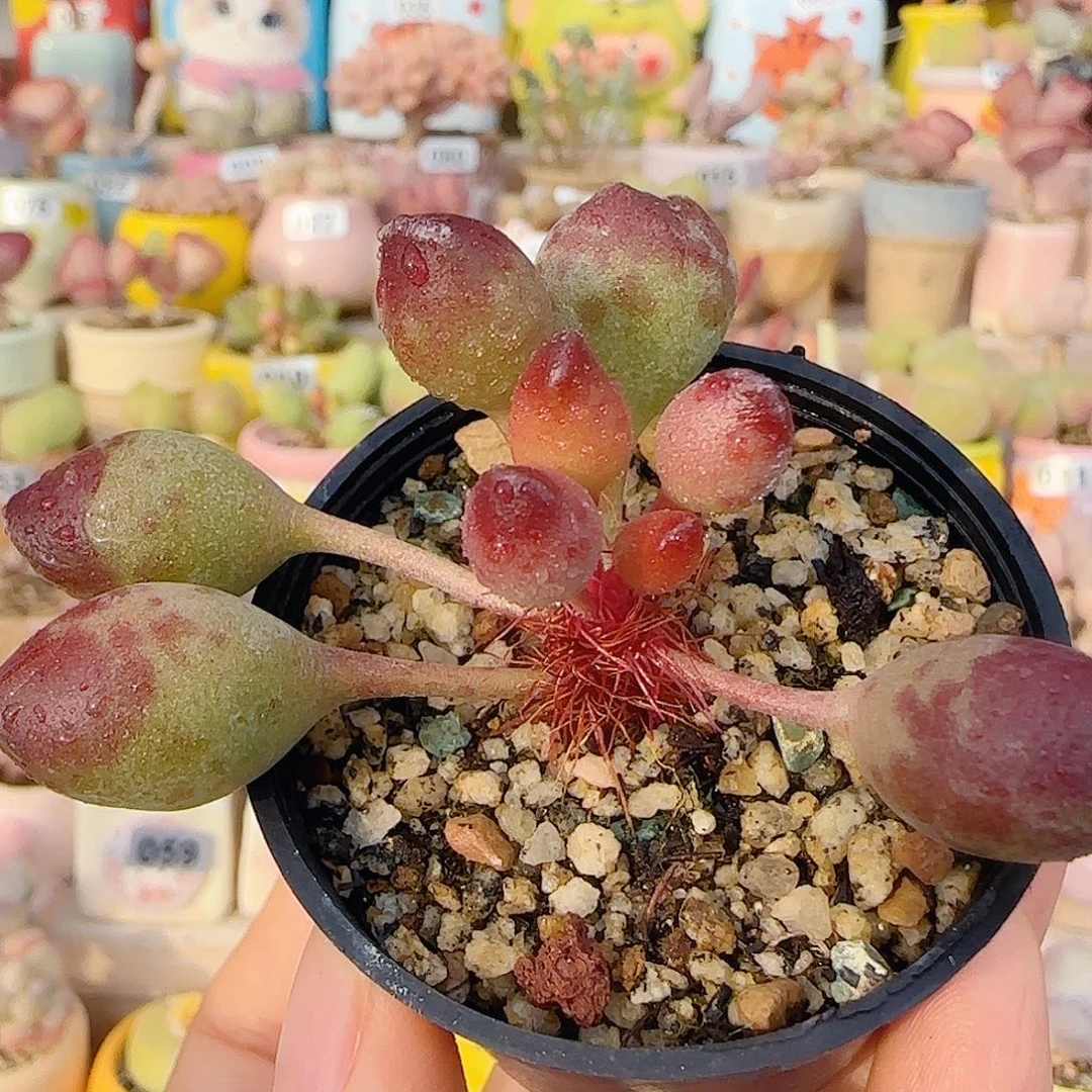 T变异鼓槌盆口3.5cm