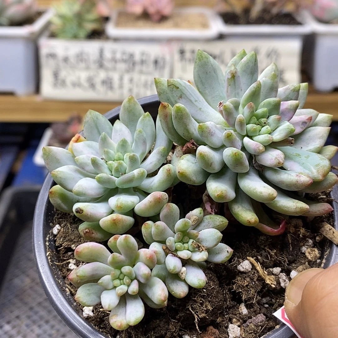 15152 老桩蓝苹果拉丝锦