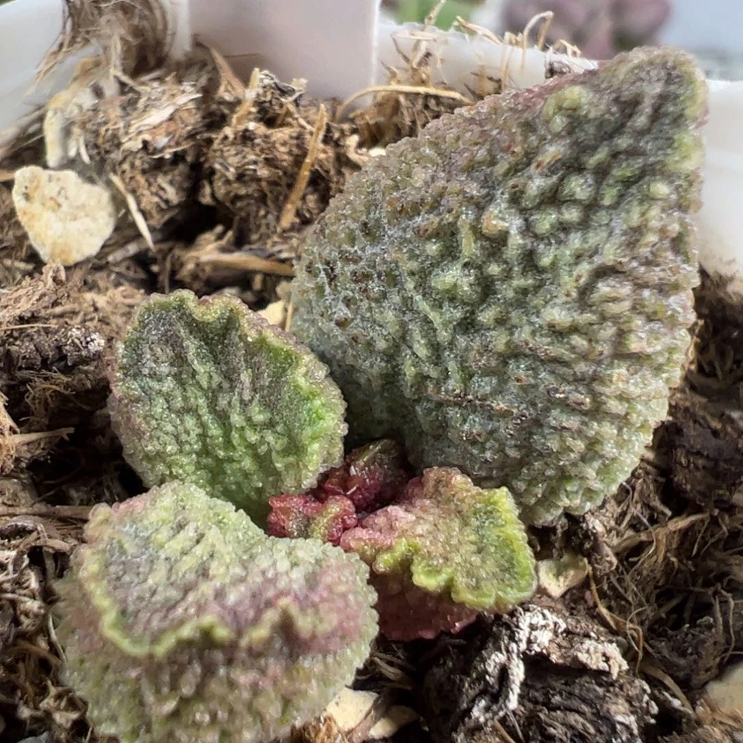 w颗粒款实生新品多肉植物