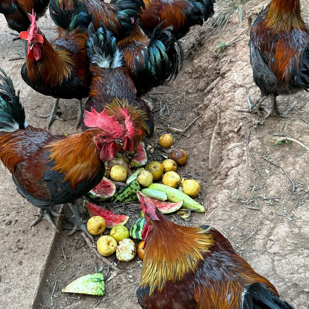 牛角山 散养粮食鸡  川渝自动增加15元 外省35元顺丰空运包邮