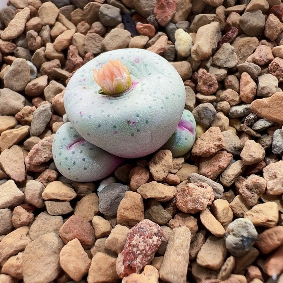 无花朵杂交小粉嘴