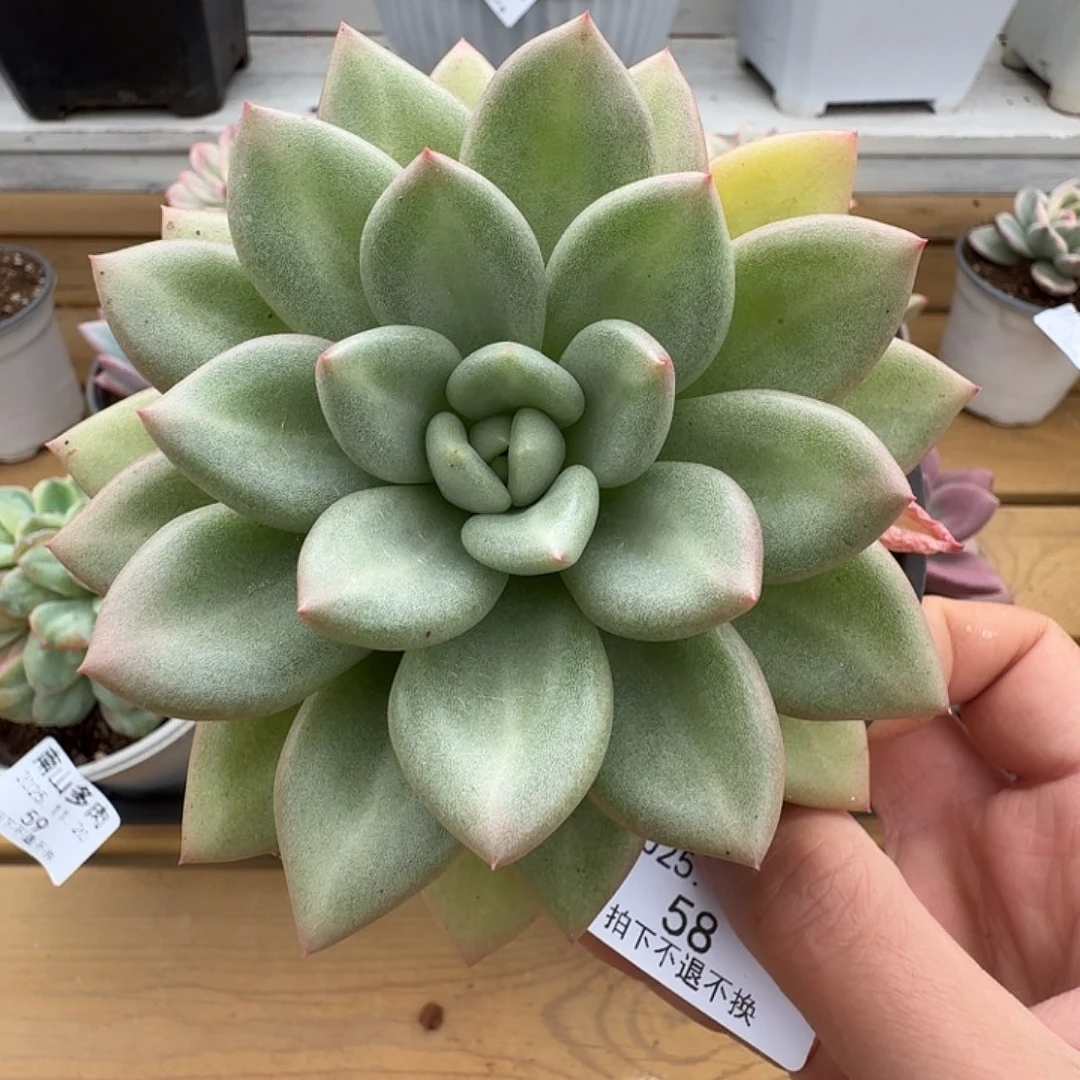 爱尔情丝111111120-58