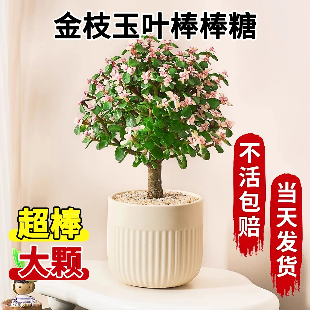 金枝玉叶盆栽造型老桩罕见多肉植物稀有品种大株肉肉花卉新款盆景