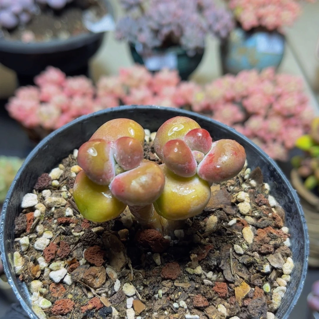 316ＫＫ奶酪5厘米多肉