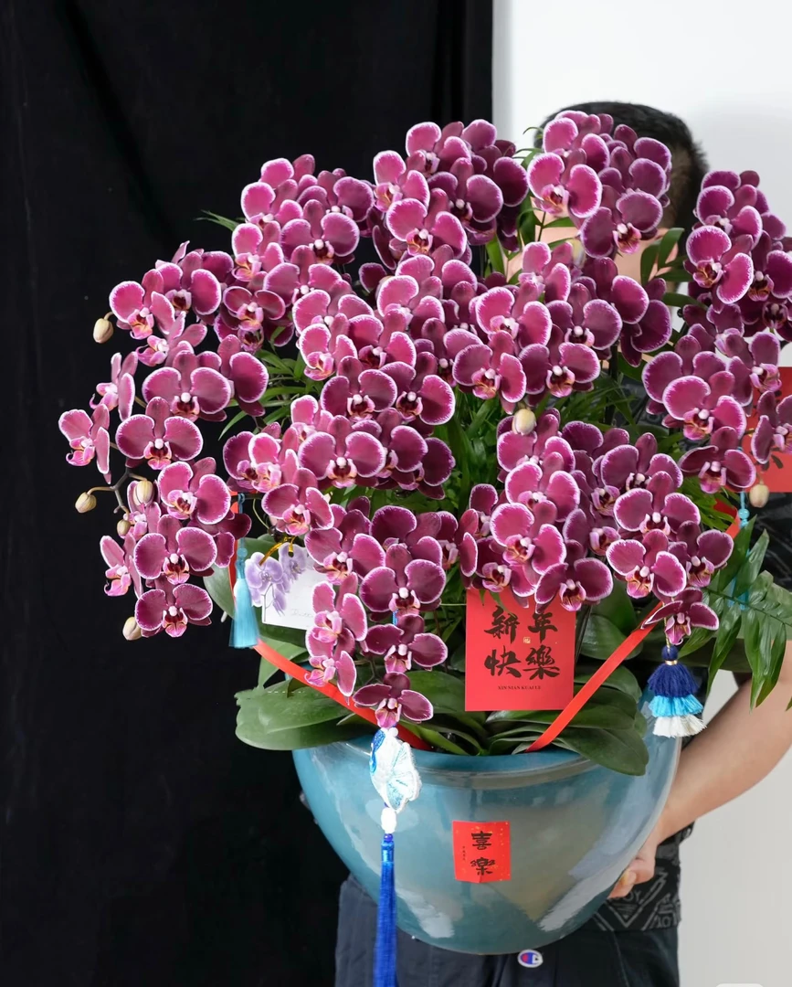 带花剑残次苗随机发稀有花期超久【蝴蝶兰】花剑爆花机器