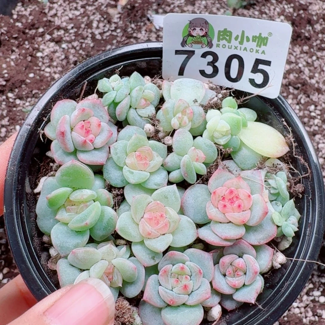 多肉植物多肉植物