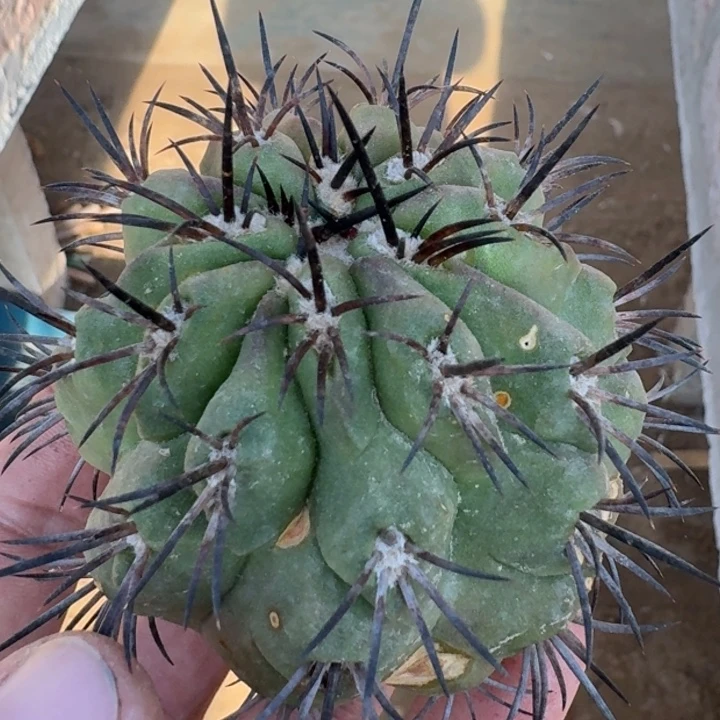 短刺龙魔玉微瑕无根666665