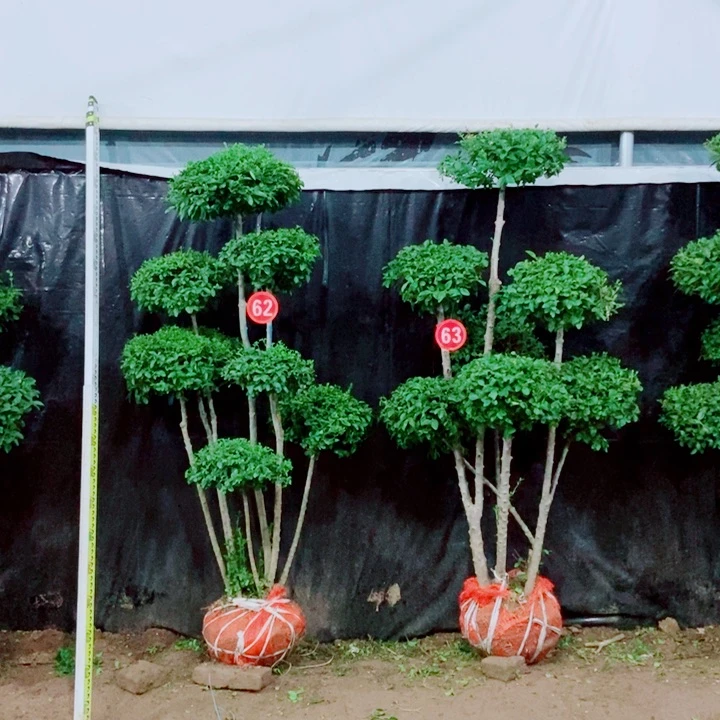 无花朵一物一拍一物一拍