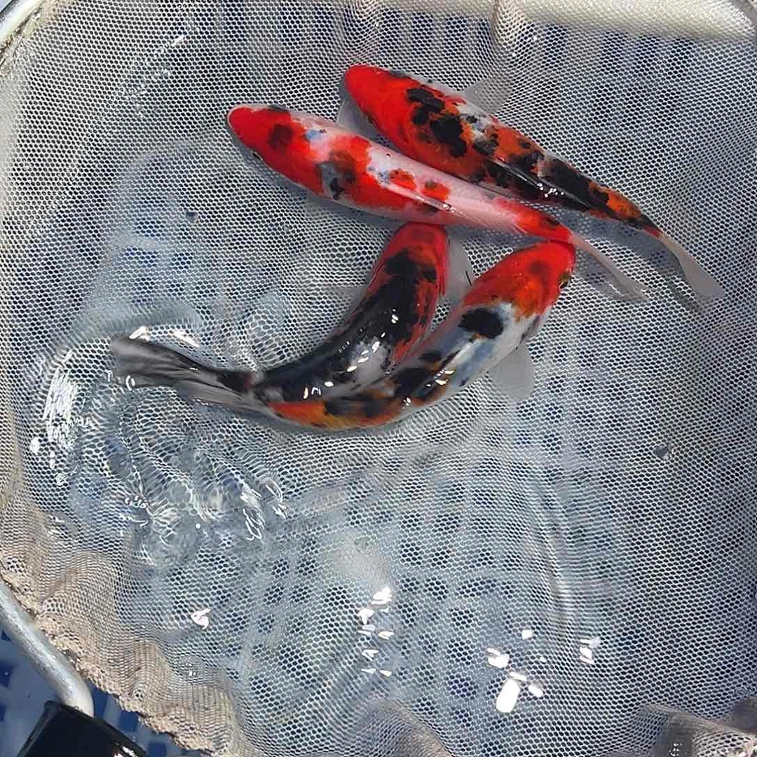 锦鲤锦鲤观赏鱼1111