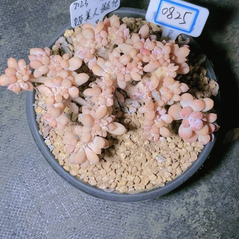 【闪购商品】词****.0825