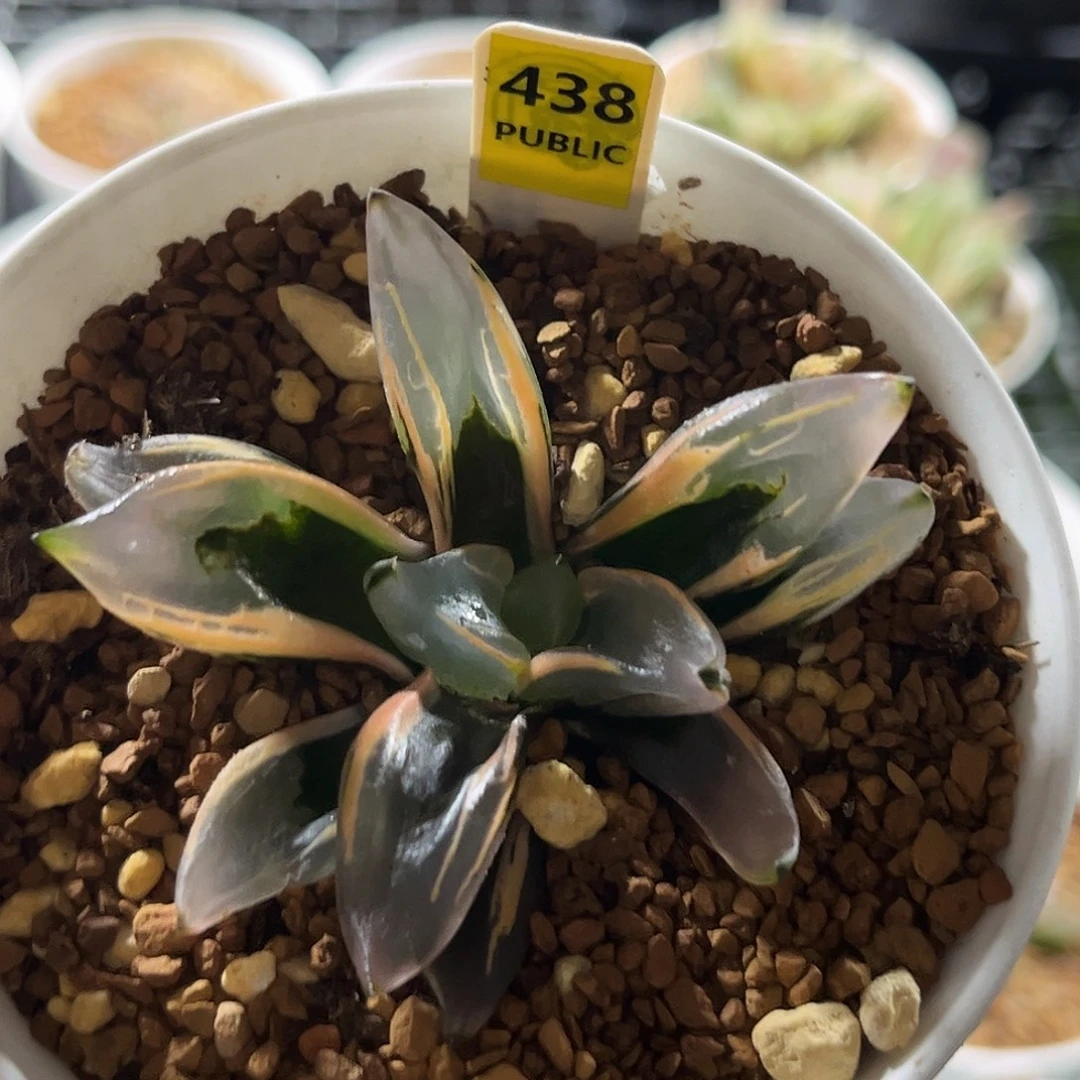 438西瓜变异寿锦福利