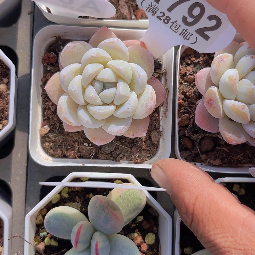 A792雪玉一物一拍