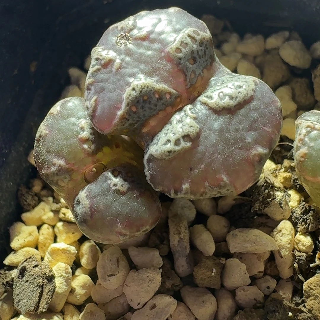 48号双头超蝶一物一拍