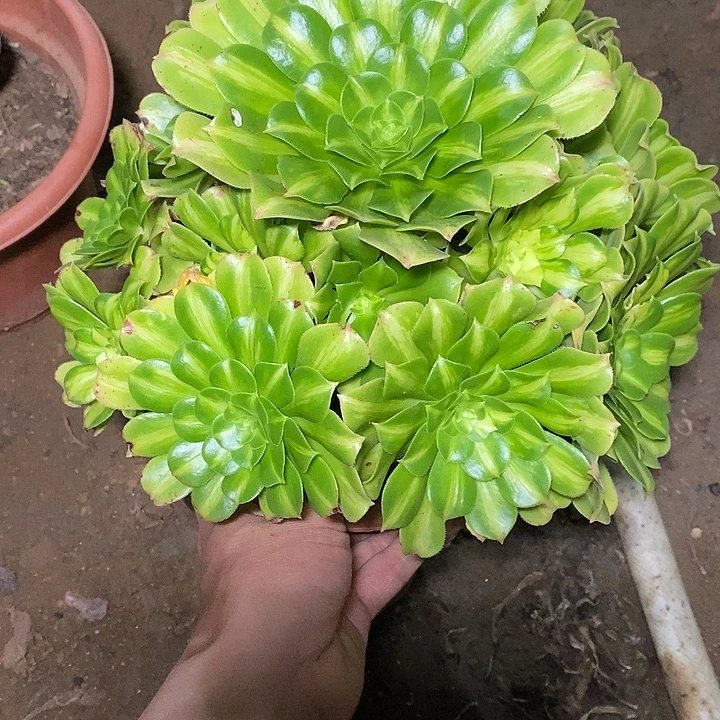 多肉植物保护研究所所长