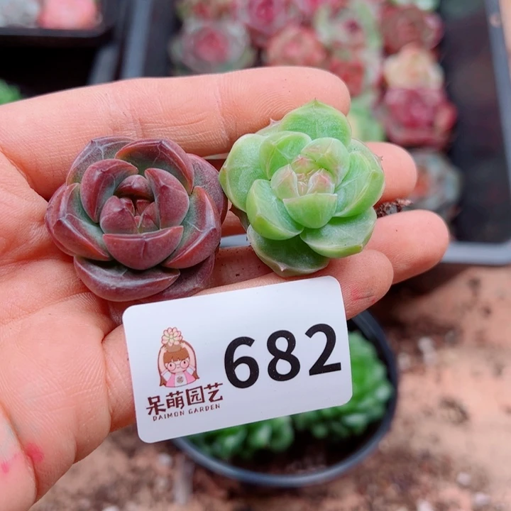 多肉植物多肉植物