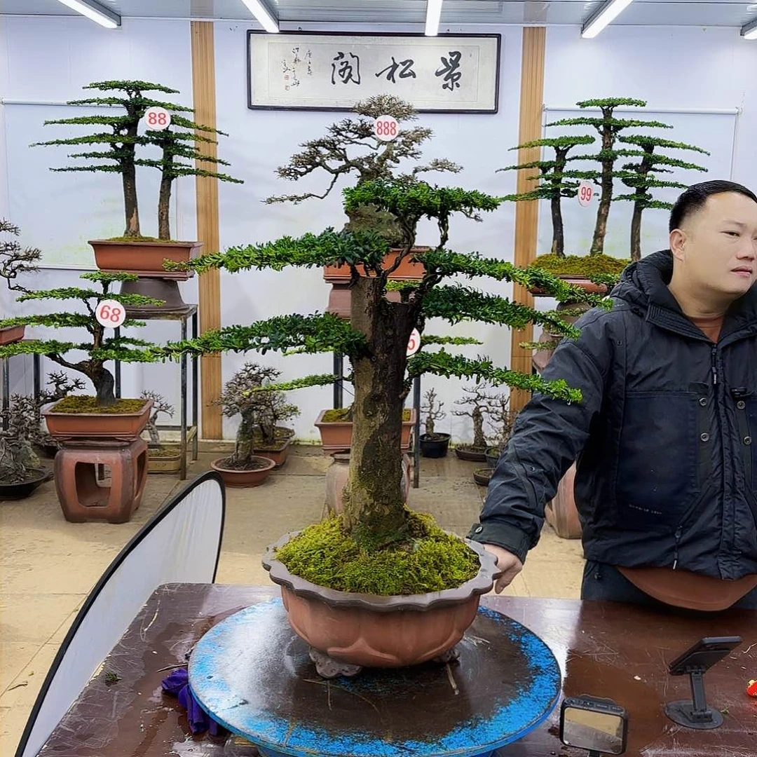 盆景欢迎大家一起来捡漏