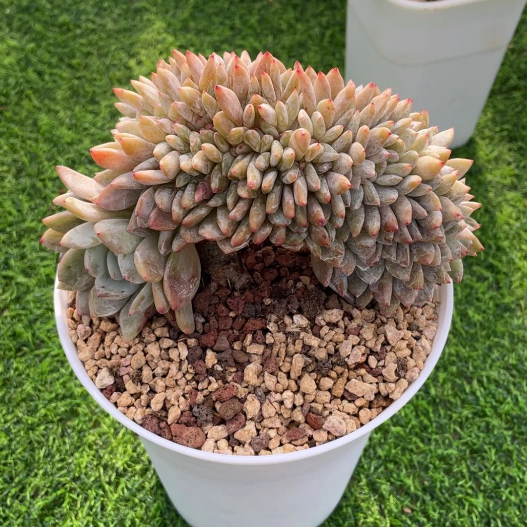 雪天使缀化 多肉植物