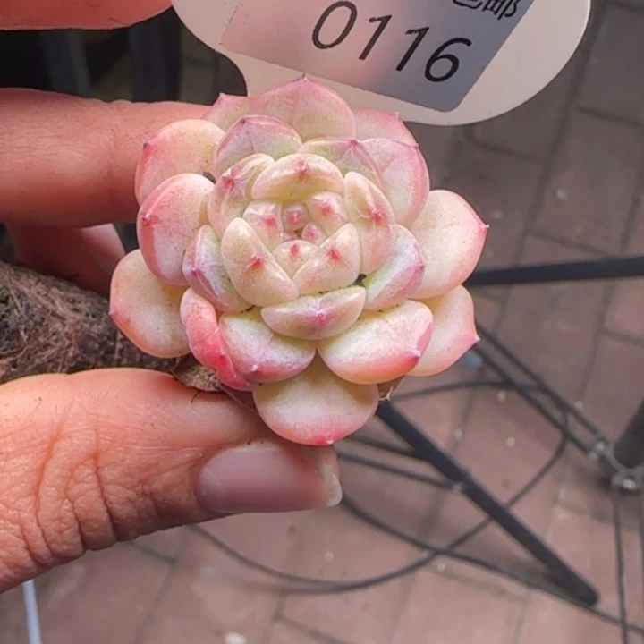 116号     秃    胖子