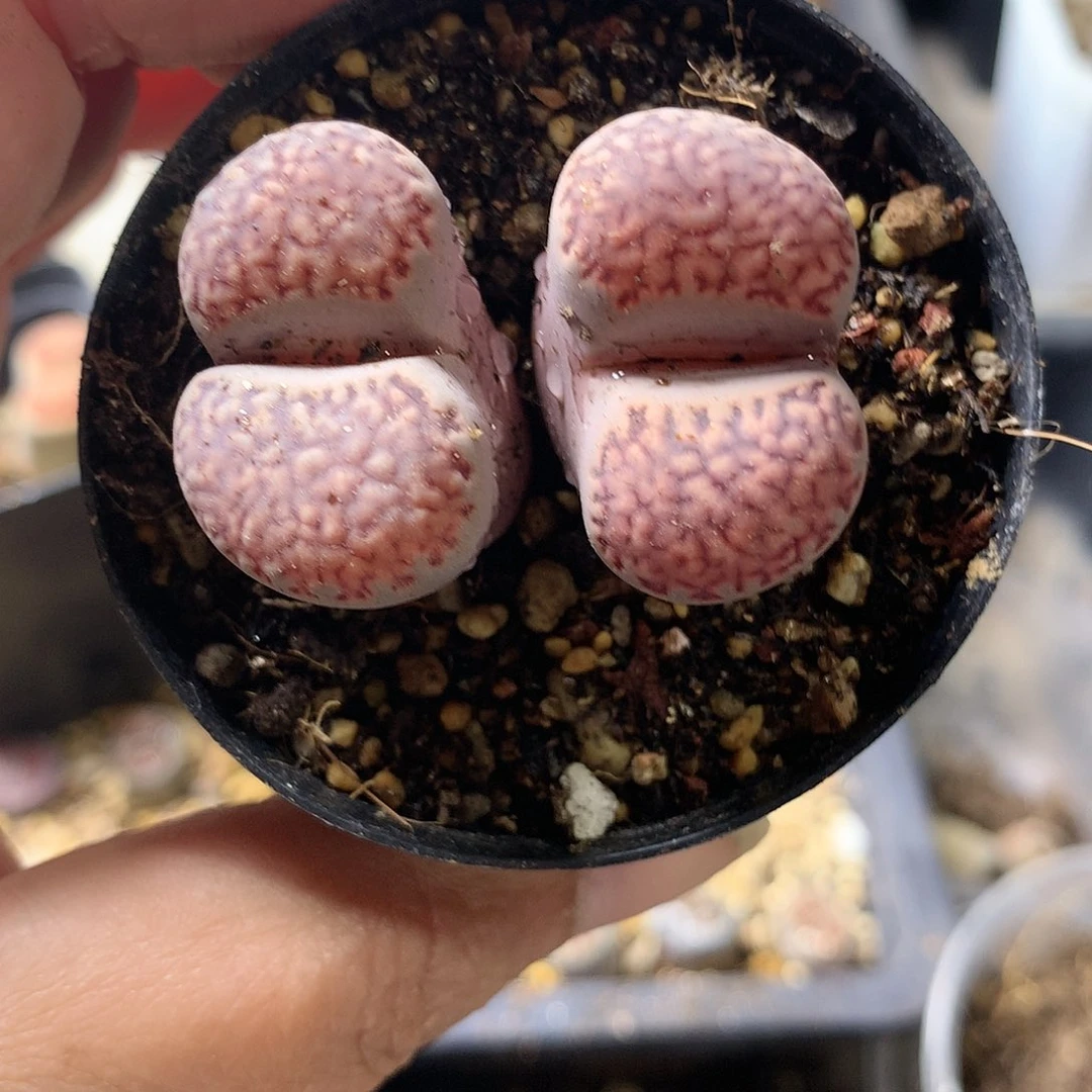 H490多肉植物保护