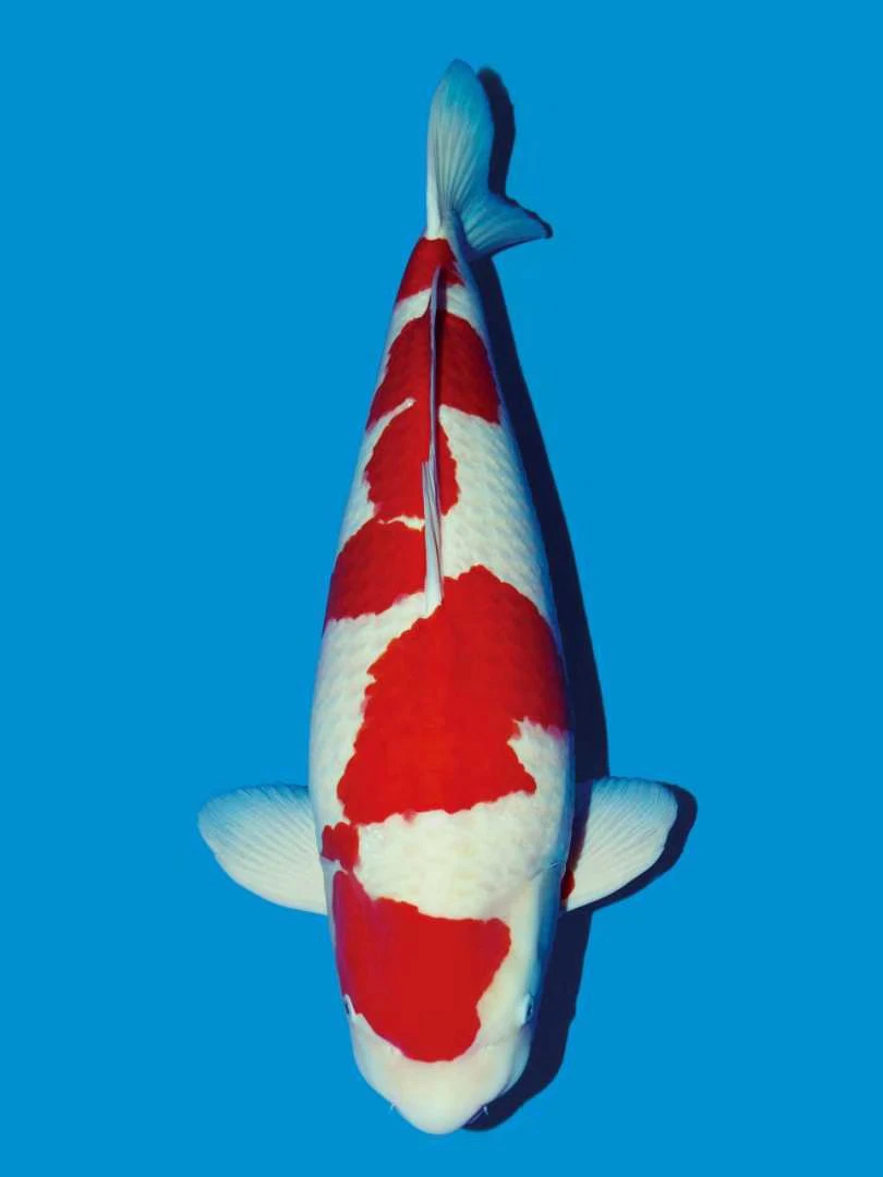 介子，银鳞茶鲤，精品观赏鱼锦鲤