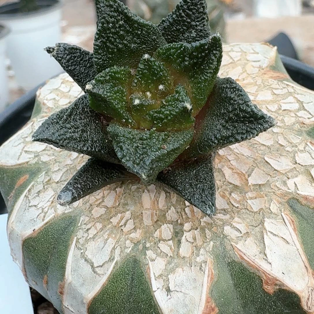 【闪购商品】无花朵白**隙大尤博士395