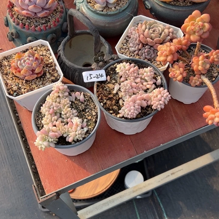 15-24套餐5个小鹿园艺