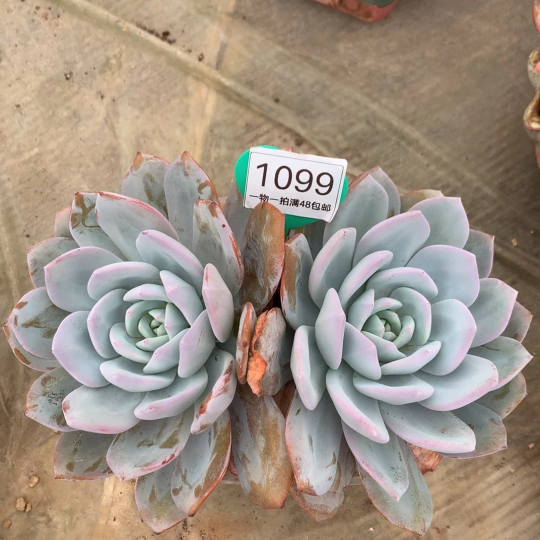 韩版奶茶老桩无砍1099