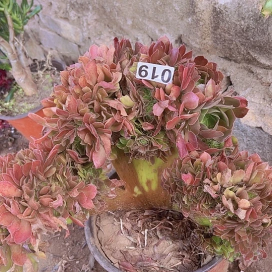 小***样多肉植物一个法师