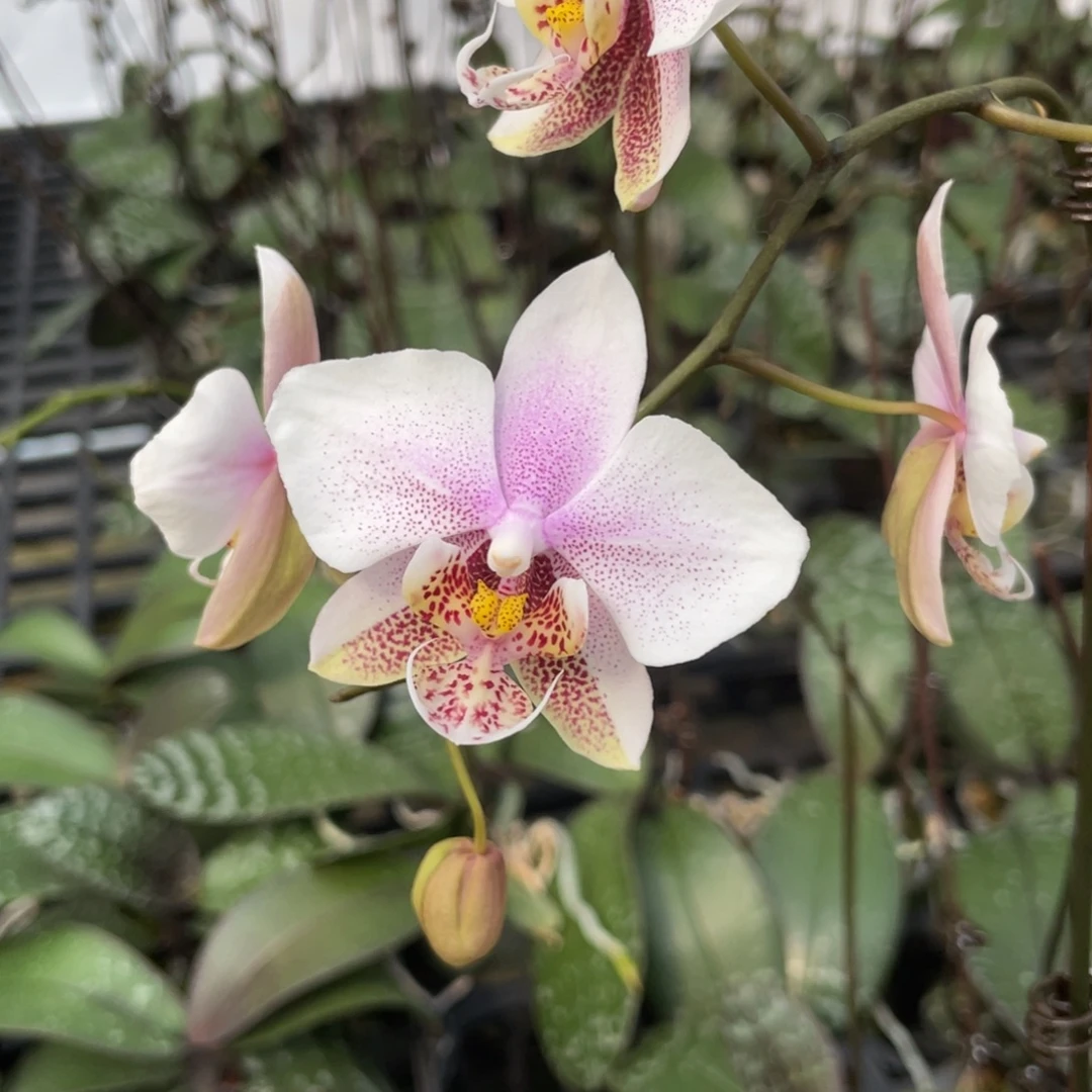 当前无花栽培后可以开花嫩粉西交白史，2.5杯抽梗苗