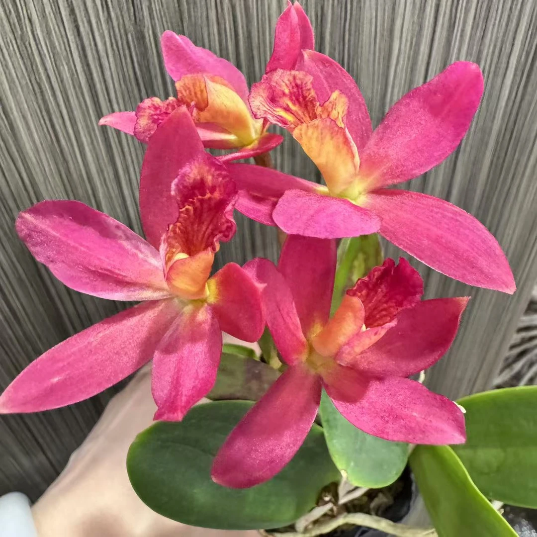 卡特兰瑞秋  盆栽 云南鲜花绿植