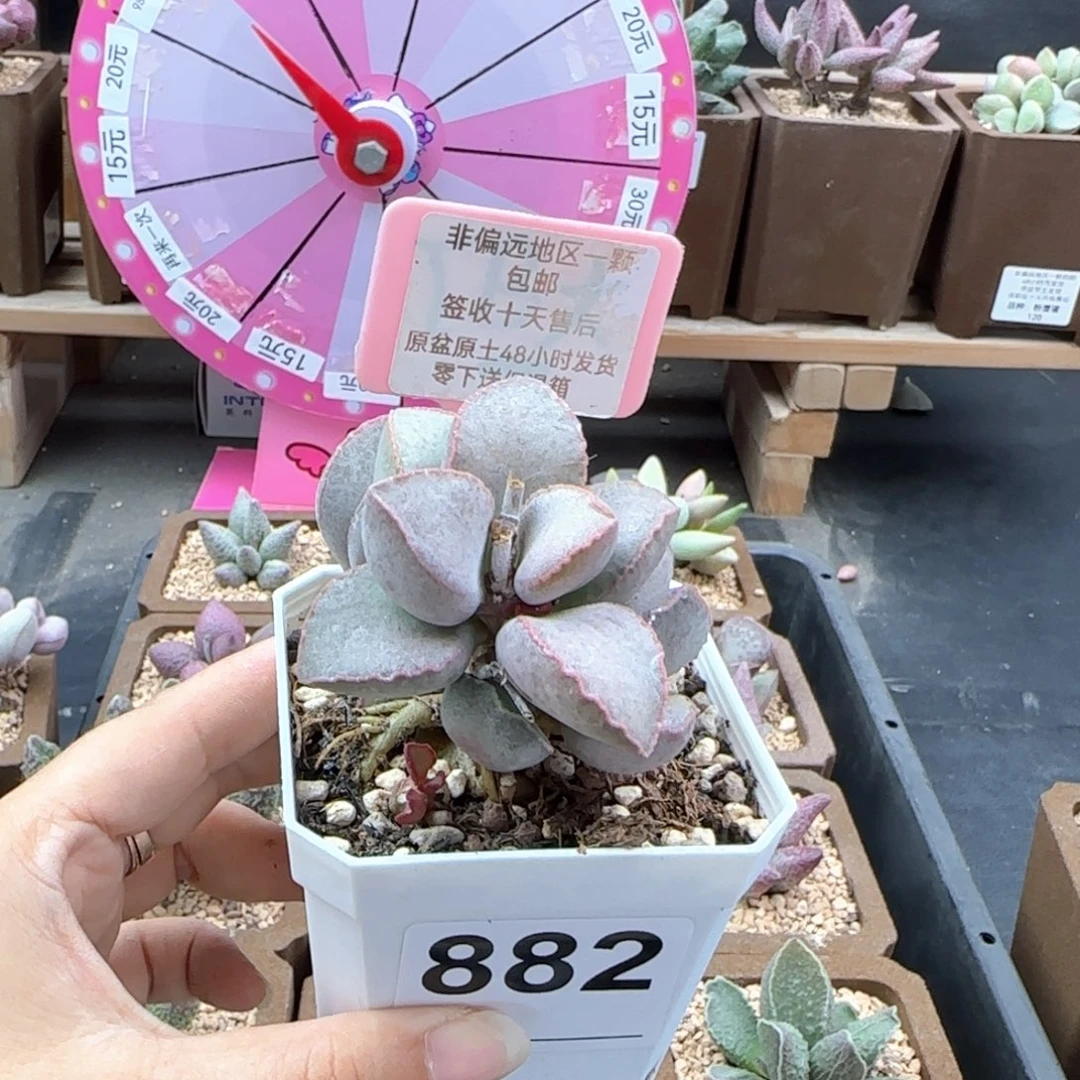 882金牛座多肉植物
