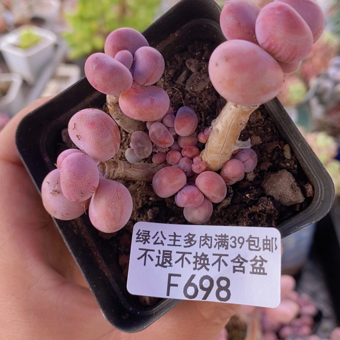 腰子桃蛋5cm698多肉植物