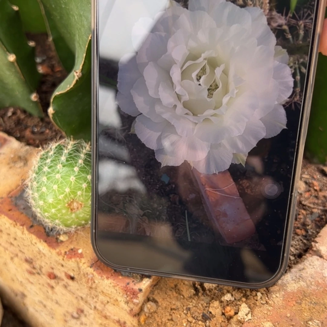 【闪购商品】凤羽白牡丹侧芽一个