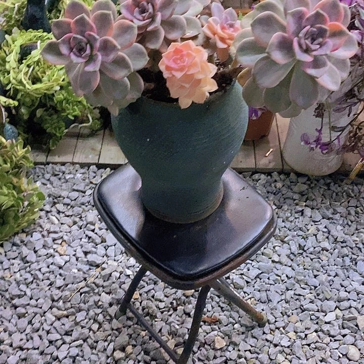 无花朵多肉植物保护研究所..内容…