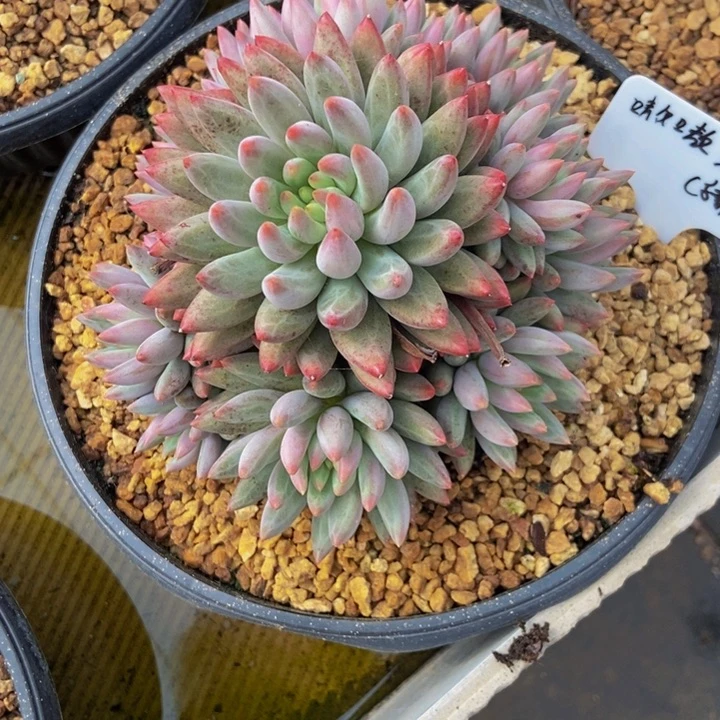 虞美人11111111111