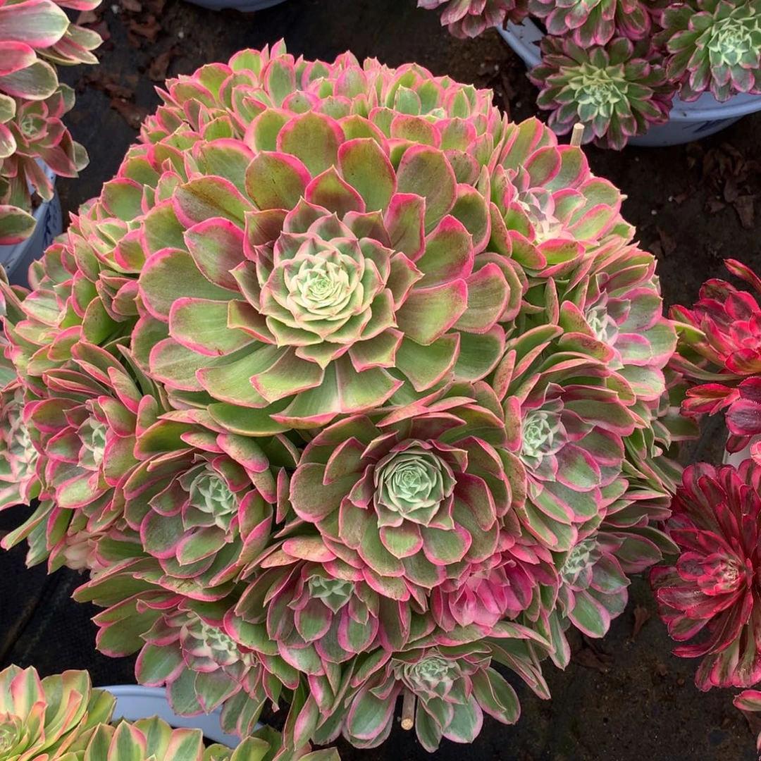 大颗孔雀翎，多肉植物