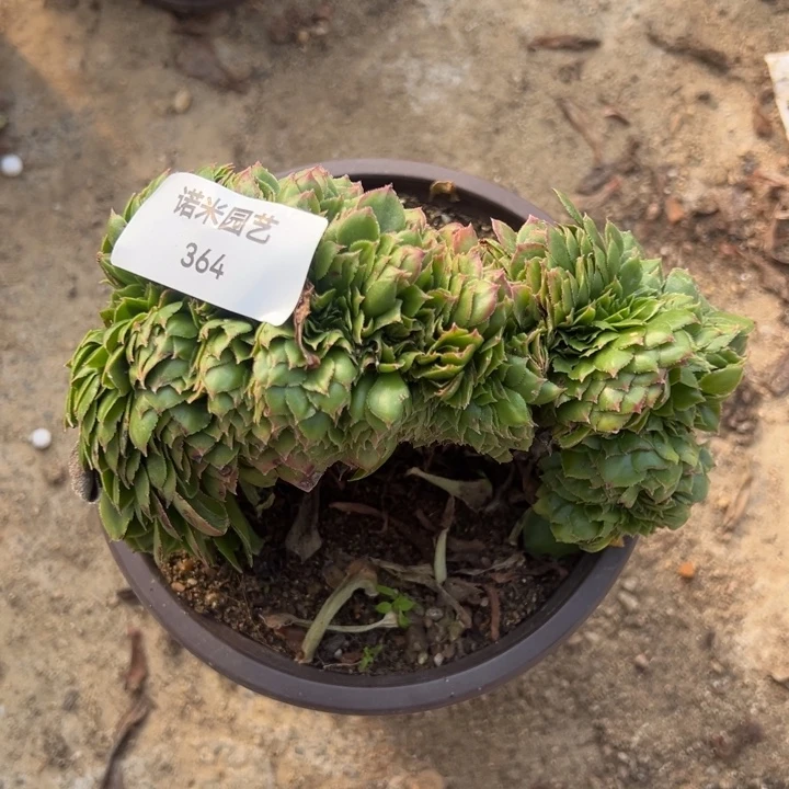 绿箩缀多肉植物364