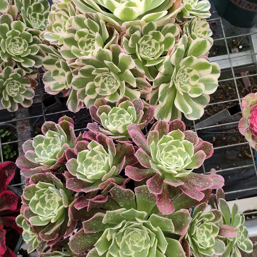 雨花石送白凤两颗法师