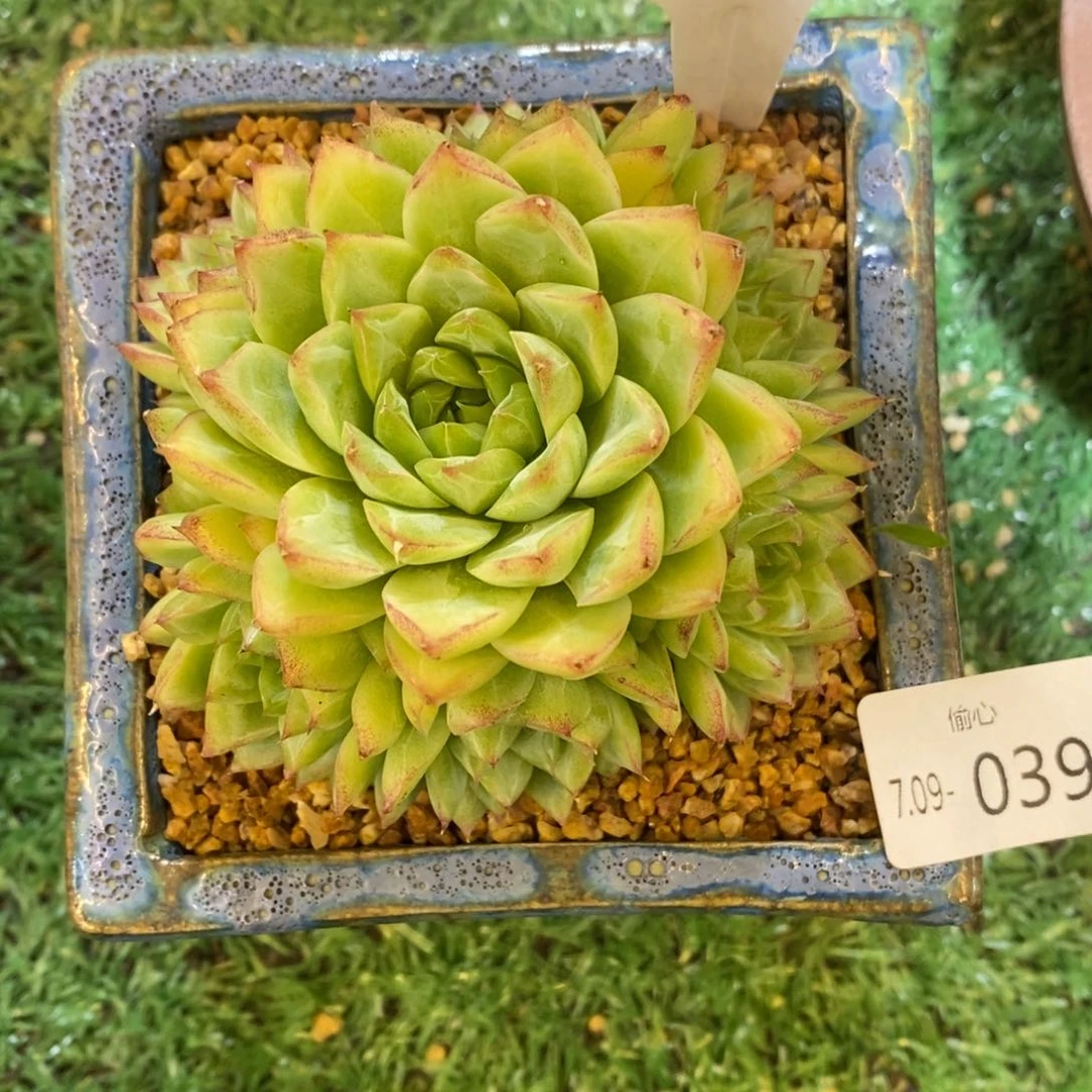 709039红女王手捧多肉群