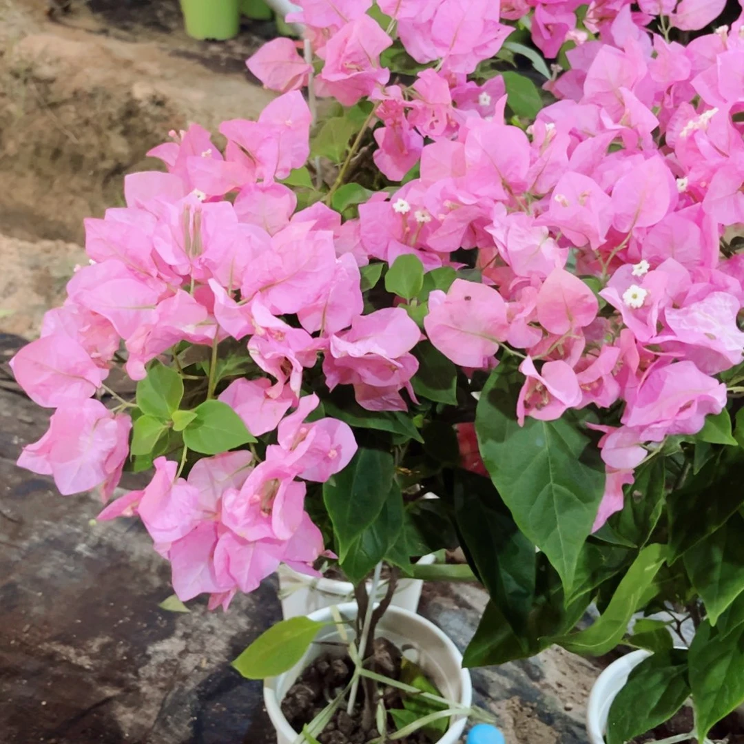 完全开放三角梅橙粉公主