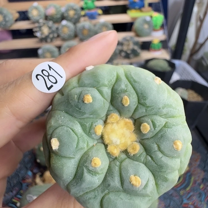 福利实生281古田园艺观赏植物